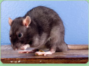 rat control Okehampton