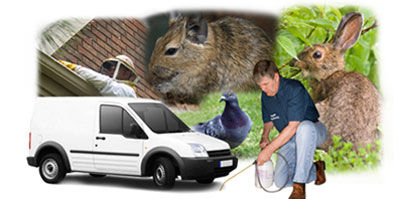 Okehampton local van